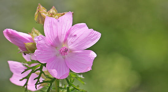 Sigmar wurz, Malva, Rose mallow, rosor-Malva, vild blomma, naturen, blomma