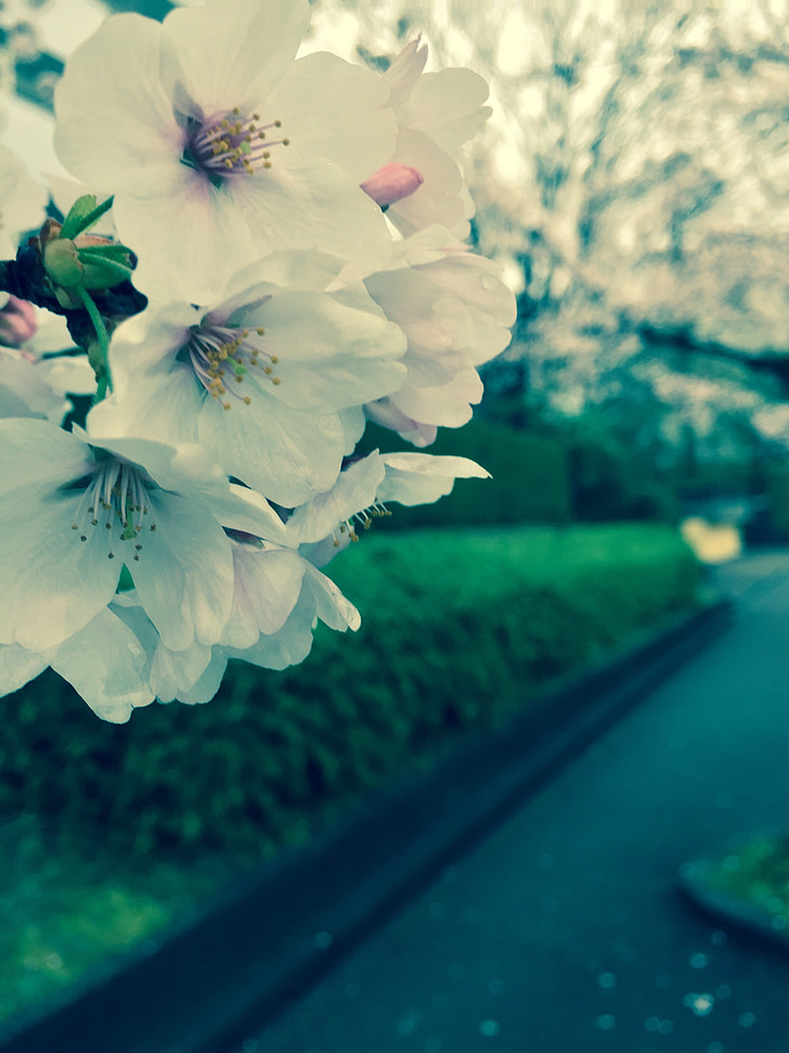 primavera, flor del cirerer, natura