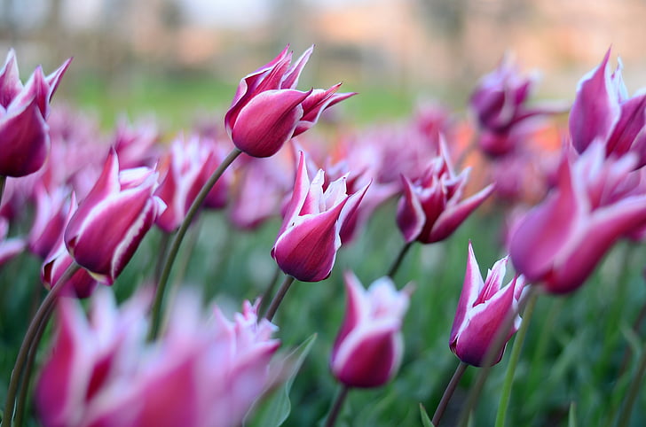 Tulipani, fiore, macro, Close-up, bella, primavera, verde
