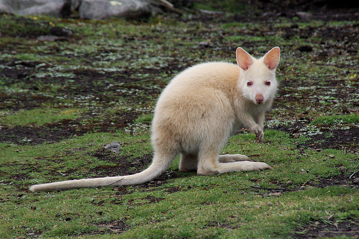 Kangaroo, trắng, động vật, hoang dã, Úc, nhảy, loài thú có túi