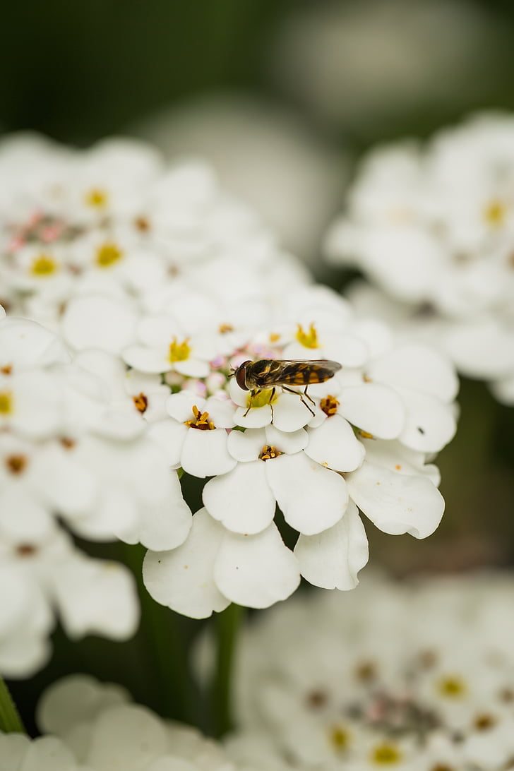 Bee, blomst, natur, forår, naturlige, Springtime, haven