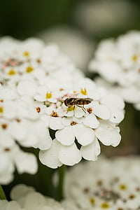 Bee, kvet, Príroda, jar, prírodné, jar, Záhrada