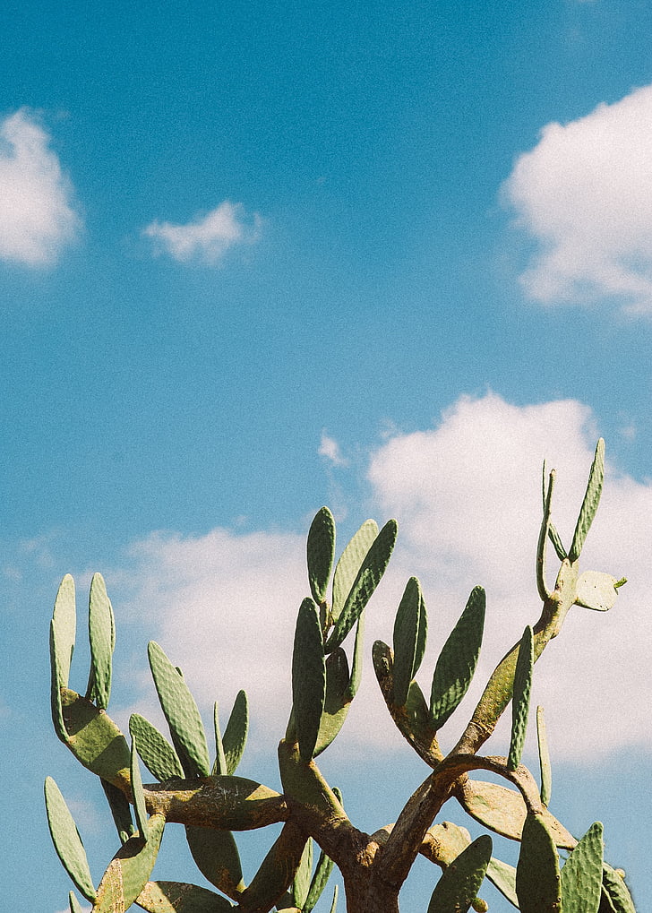zielony, Kaktus, roślina, niebieski, niebo, w ciągu dnia, Sunshine