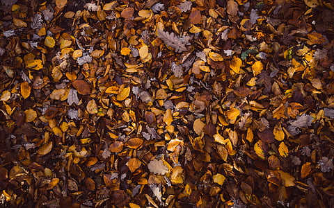 Bladeren, gedaald, droog, herfst, seizoen, oktober, november