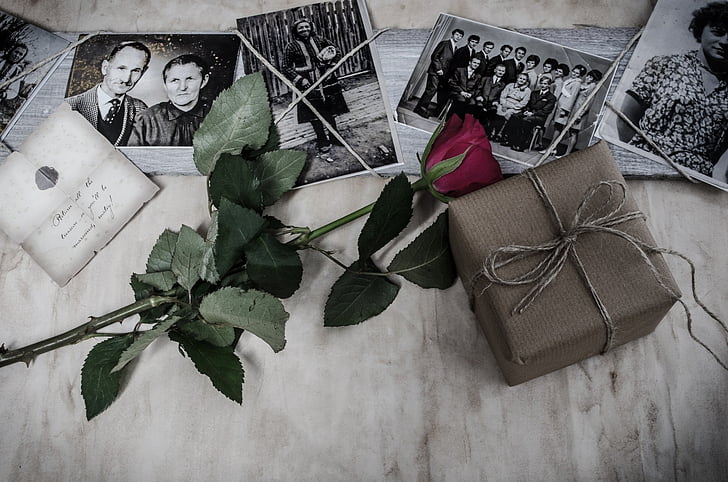 picture, pictures, memories, flower, history, rose, family