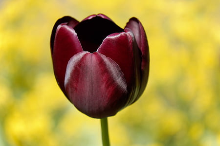 Tulip, flor, flor, floración, flores, púrpura, color intenso