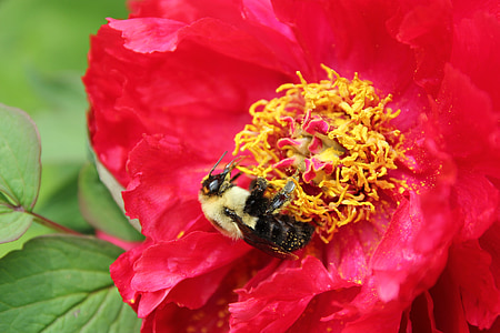 abeille, Bumble bee, Polen, pivoine de l’arbre, nectar