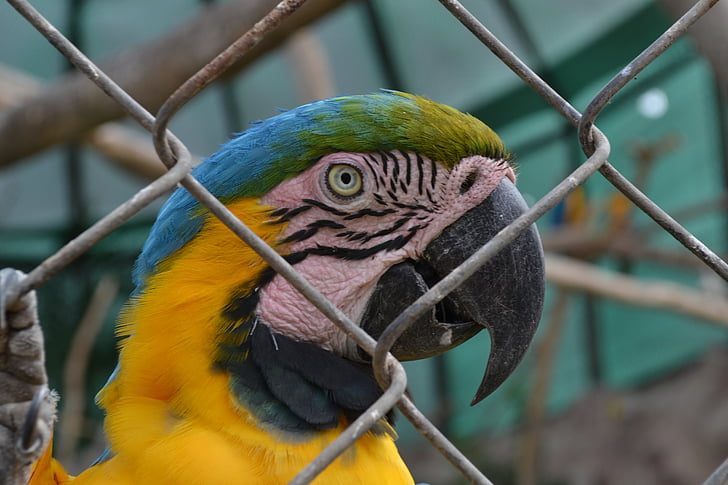macaw, animals, eye of macaw, animal, tropical bird, parrot