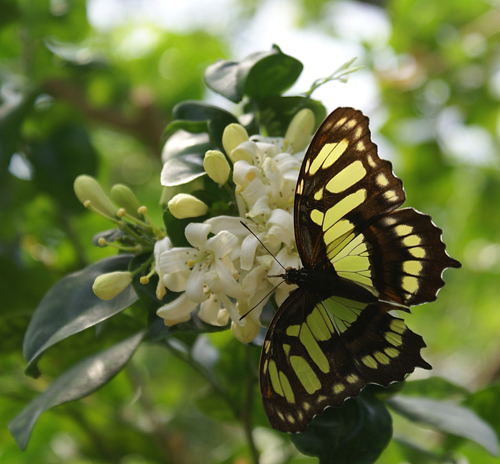 Motyl, pływające, Natura, owad, Monarcha, roślina