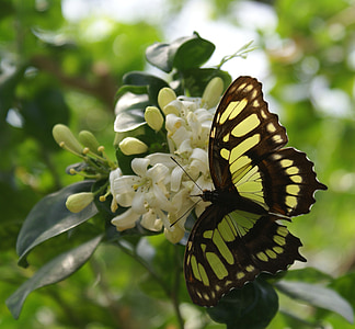 borboleta, voando, natureza, inseto, monarca, planta