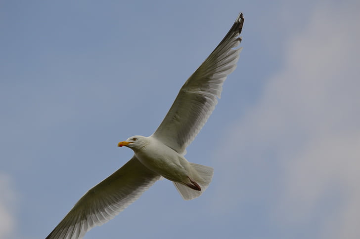 pájaro, aves marinas, Seagull, animal, naturaleza, volar, Holanda