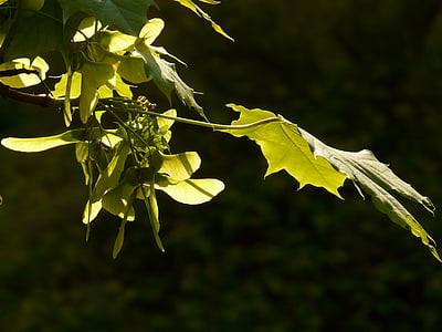javor, javorový list, Leaf, strom, Zelená, žily, Javor mliečny