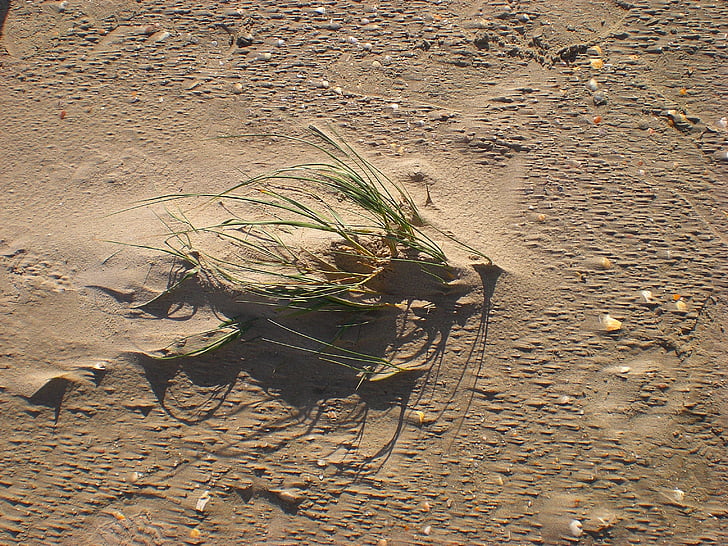 pesek, Dune, trava, peščene plaže, rastlin, veter, sipina trave