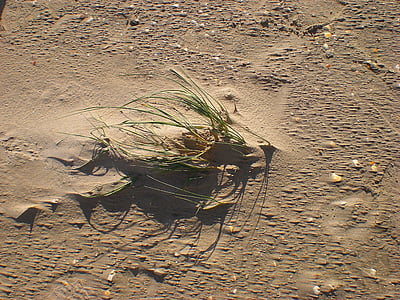 sable, dune, herbe, plage de sable, plante, vent, herbe de dune