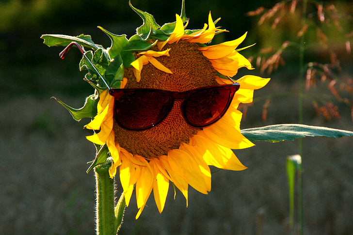 sunflower, sunglasses, yellow, nature, summer, agriculture, plant
