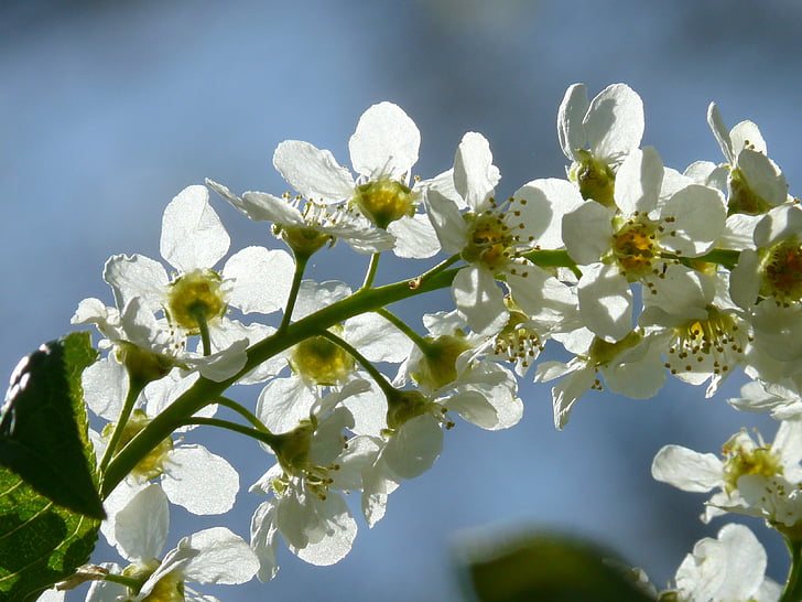 cerisier des oiseaux commun, fleurs, Prunus padus, black cherry, Prunus, arbre, blanc