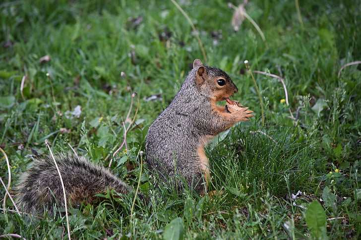 veverička, arašidové, voľne žijúcich živočíchov, labky, kŕmenie, Príroda, cicavec