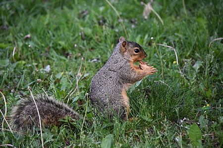 squirrel, peanut, wildlife, paws, feeding, nature, mammal