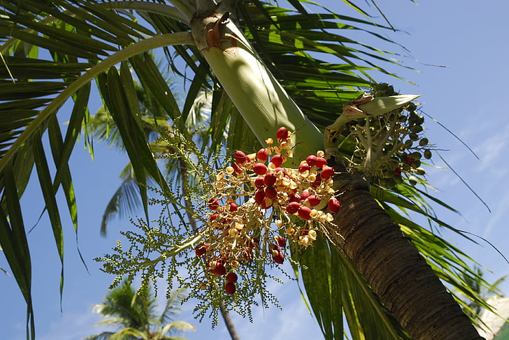 Dom rep, Dominikánská republika, Karibská oblast, svátek, slunce, vysněná dovolená, Palmové stromy