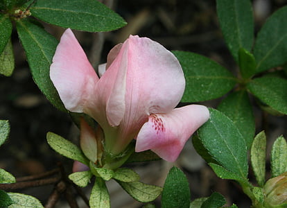 Azalee, Blüte, Knospe, Rosa, Frühling, Blume
