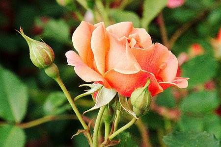 τριαντάφυλλο, ροδάκινο, πορτοκαλί, Όμορφο, άνθιση, λουλούδι, φύση