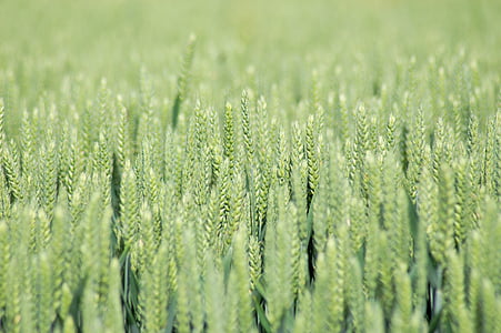 polja, Pšenična polja, pšenice, EPI, žita, žetev, kmetijstvo