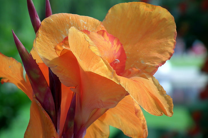Lily, fleurs, Floriade, orange, jardin, nature, fermer