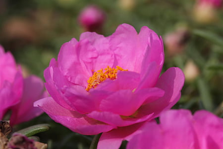цветок, Портулак, розовый, Природа, Цветочные