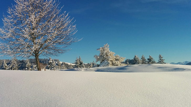 зимни, дърво, Швейцария, синьо, бяло, сняг