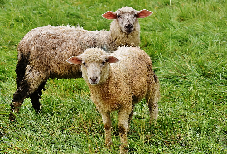 sheep, animal, meadow, wool, graze, nature, agriculture