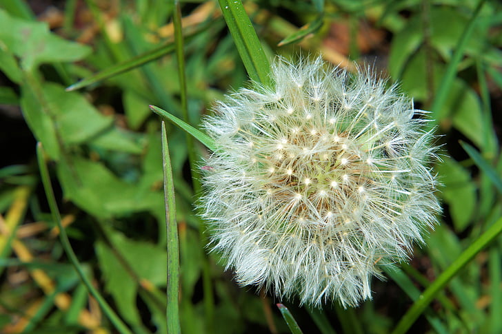 dandelion, flower, nature, spring, close