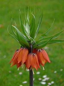 Coroa Imperial, Fritillaria imperialis, Fritillaria, família de Lily, Liliaceae, tóxico, planta herbácea