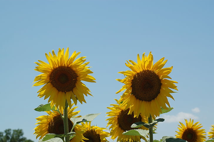 sunflowers, sunflower, campaign