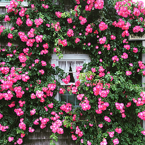 ruusut, mökki, ikkuna, kukat, Puutarha, kesällä, vaaleanpunainen