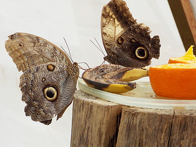 Sova metulj, metulj, metulji, Rainforest metulj, živali, narave