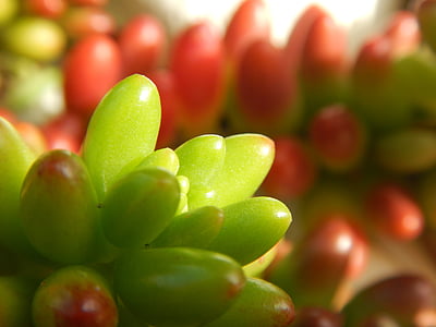 plant, red, green, tropical, flora, nature, out of focus