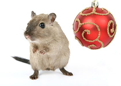 animal, célébration, Christmas, Claus, fermer, concept, conceptuel