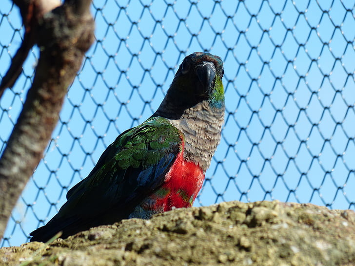 parakeet, bird, cage, conure, pyrrhura, neuweltpapagei, real parrot