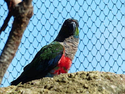parakeet, bird, cage, conure, pyrrhura, neuweltpapagei, real parrot