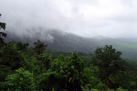 Dažďový prales, mollem národný park, Západné ghats, hory, vegetácie, oblaky, orografické