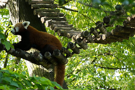 red panda, panda, green, tree, zoo, climber, food