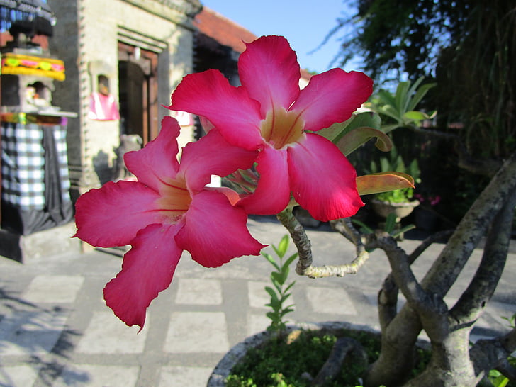 blomma, Adenium, Bali, Indonesien, röd, Holiday, resa