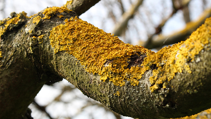 écorce, lichens, arbre, Direction générale de la, lichens jaunes, arbres, branches