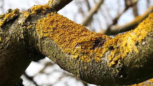 corteccia, licheni, albero, ramo, licheni gialli, alberi, rami