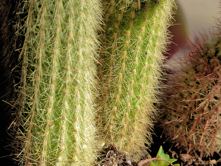 cactus, planta, desierto, naturaleza, Espinosa, thistly, Close-up