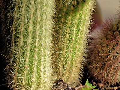 Cactus, Anläggningen, öken, naturen, taggig, thistly, närbild