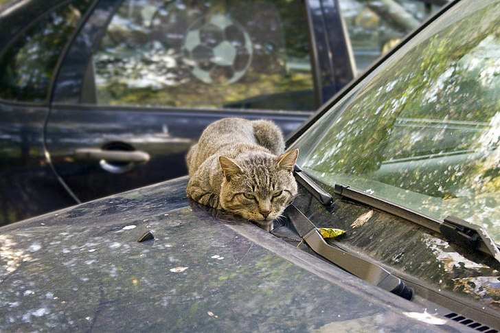 katė, mašina, durininkas, svajonė, rudenį, šilumos, kieme