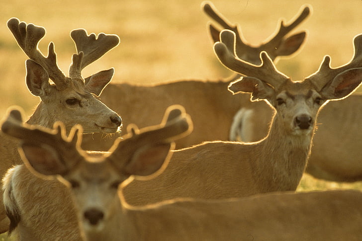 deer, bucks, herd, wildlife, nature, antlers, rack