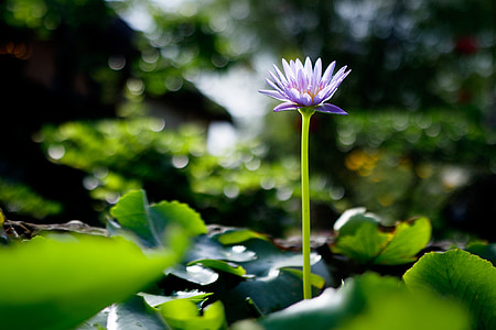 waterlily, Hoa, màu tím, cận cảnh, Thiên nhiên, thực vật, water lily