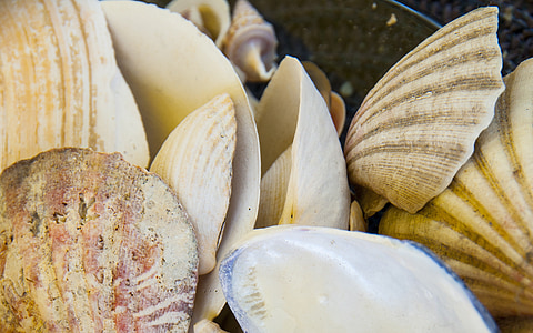 clam, low tide, beach, sea, shells, mussels, food